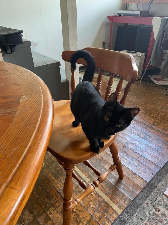 For Sale Spring Semester Sublet