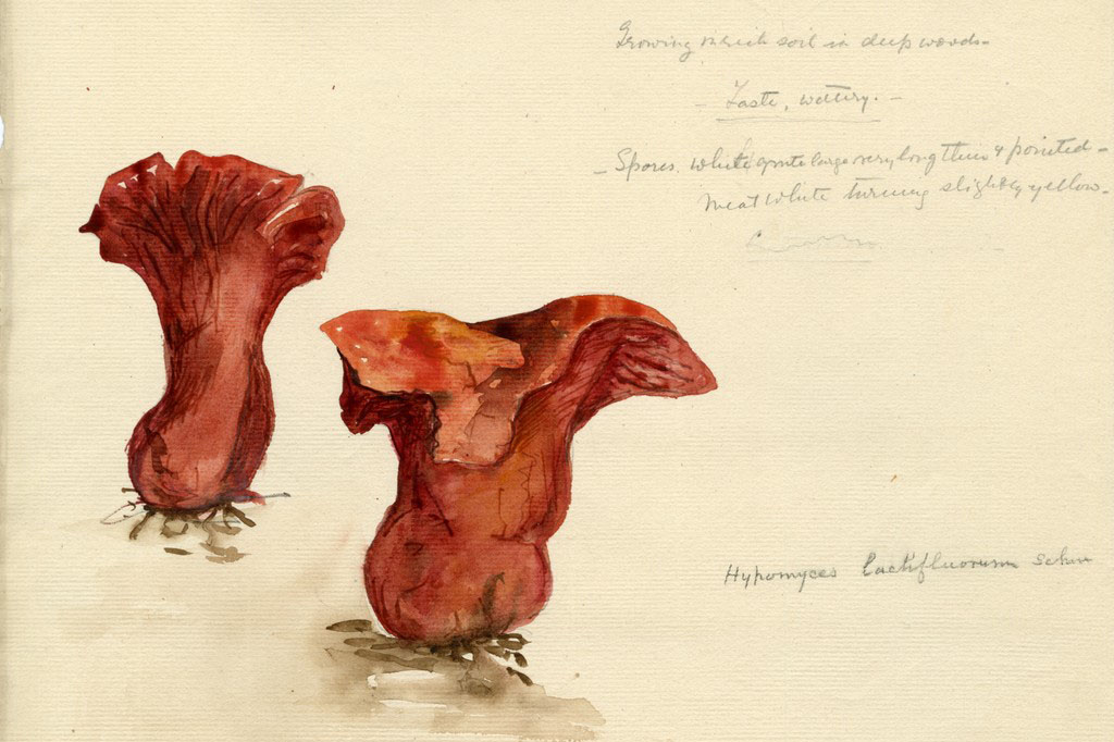 Exhibition at Bard College Library Highlights&nbsp;Mycological Passions of&nbsp;John Cage and Violetta White Delafield