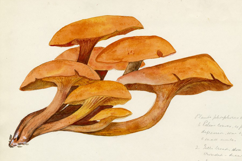 Bard Visual Resources Curator Amy Herman on American Mycologist Violetta White Delafield