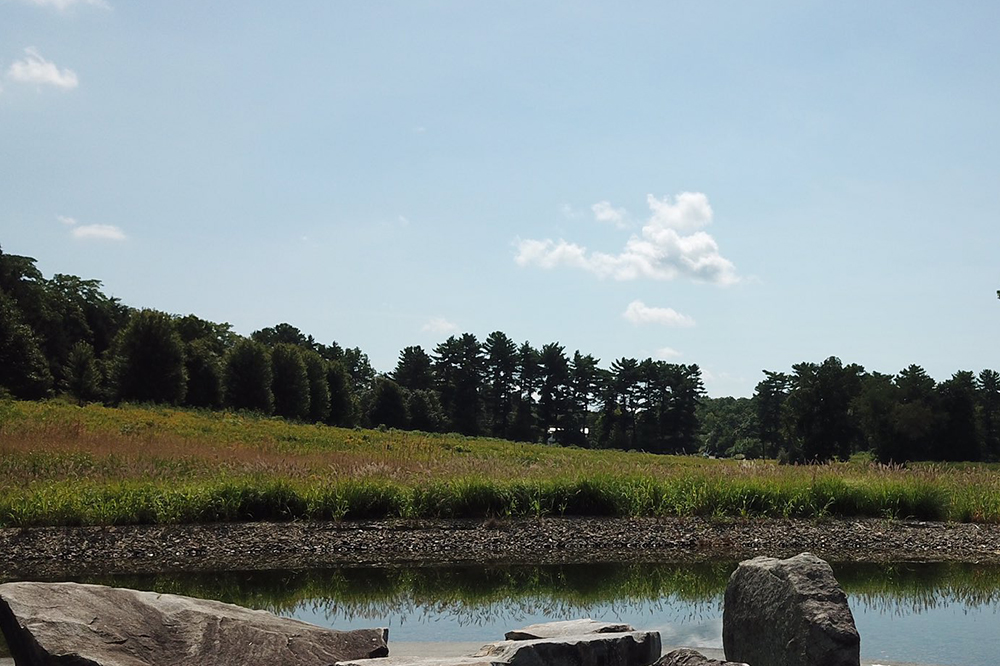 Bard College Receives $80,379&nbsp;Grant from New York State Department of Conservation to Support Removal of Invasive Plant Species on Campus