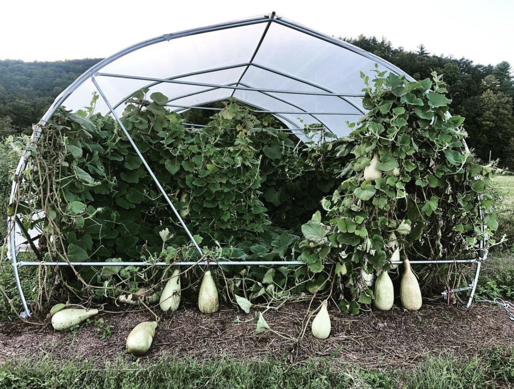 large gourds growing up an open high tunnel
