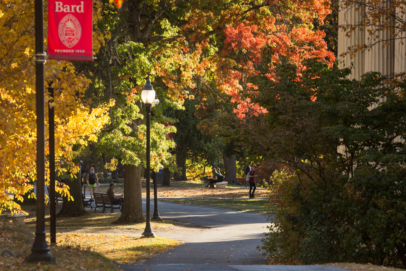 Person walking along path with fall foliage on Bard College campus.