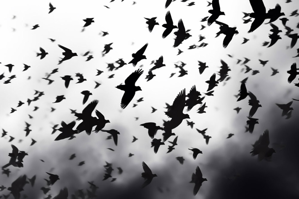 a black and white image of crows flying across the sky