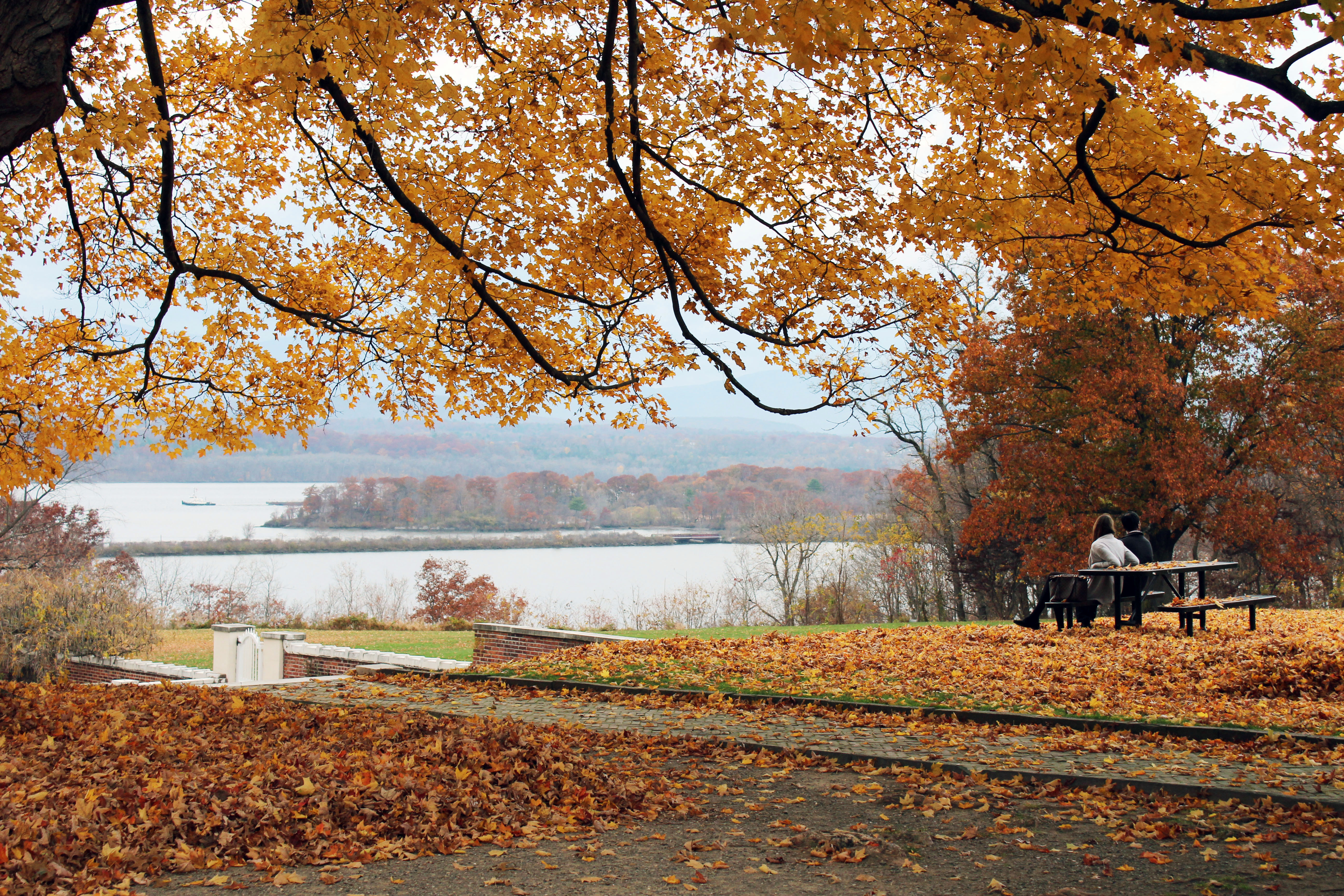 A tree on Bard's campus with orange leaves overlooking a hill and the Hudson River.