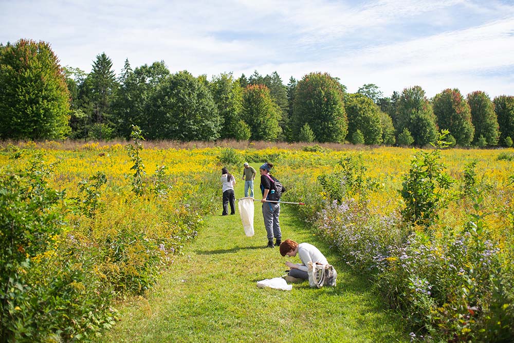 Bard students examine life in the meadow on Bard's campus.