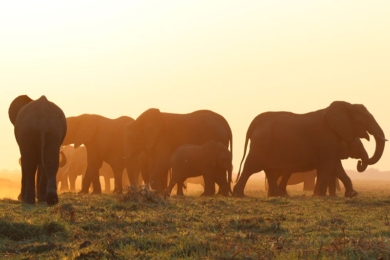 Botswana (2018). Photo by Miraal Habib-Pitzer