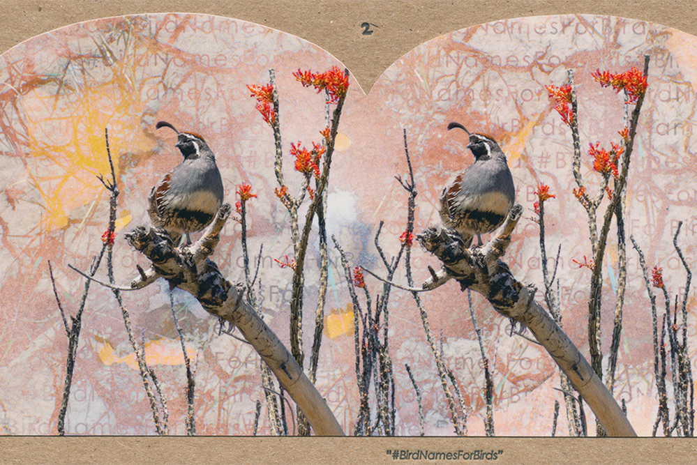 One of the stereographs from the &quot;Birding the Future&quot; installation by Krista Caballero and Frank Ekeberg. Photo by the artists.