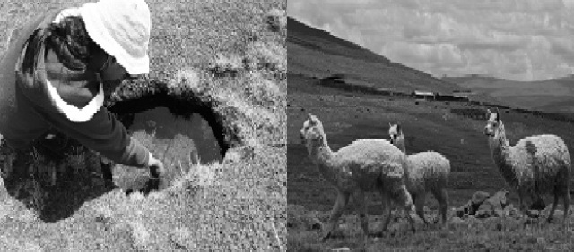 (Izquierda) Buscando challwa en un pozo. (Derecha) Algunas de nuestras alpacas.