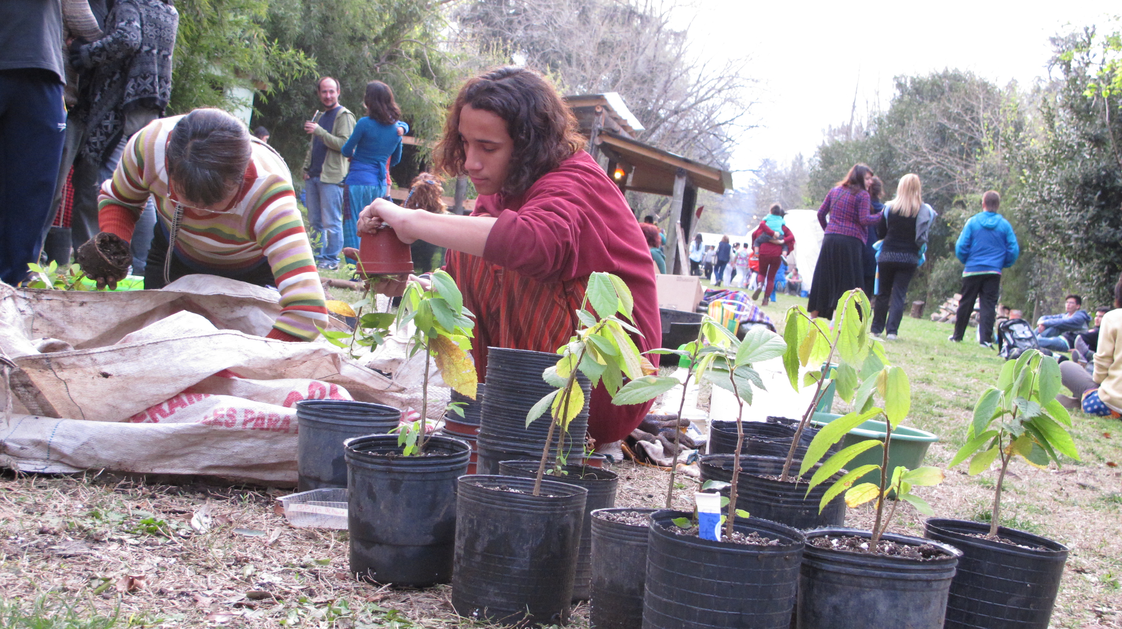 Un árbol para mi vereda: Un adolescente transplanta plantines de Azota Caballos en un encuentro de trabajo voluntario en un vivero comunitario en San Miguel.