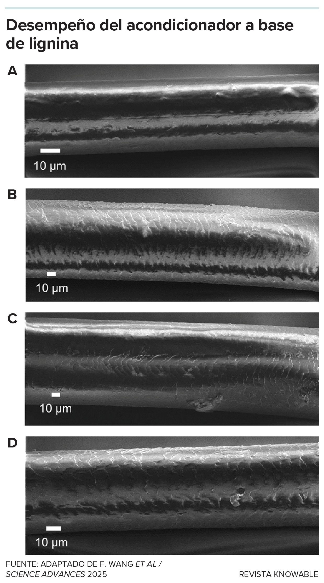 <em>EPIGRAFE: Investigadores elaboraron un acondicionador capilar mezclando lignina, derivada de la madera, con aceite de coco. Arriba se muestra el cabello sin tratar (A); a continuaci&oacute;n, se trat&oacute; el cabello decolorado (B) con el acondicionador de lignina (C) y con un acondicionador normal (D). La mezcla de lignina tuvo un rendimiento similar al del acondicionador normal y redujo la fuerza necesaria para peinar el cabello.</em>